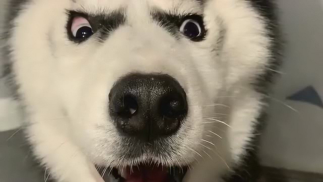 二哈生气都知道瞪眼睛,看来,没少受委屈啊!