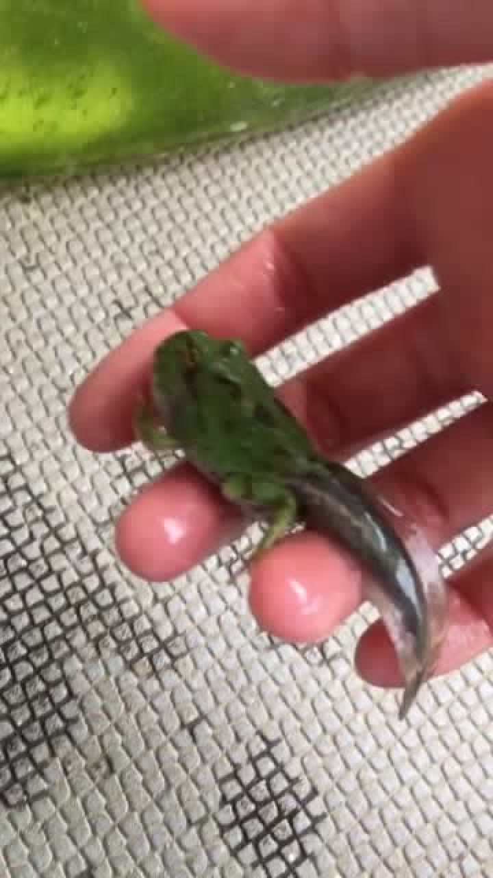 这只青蛙变异了?居然长着尾巴,太神奇了!_腾讯视频