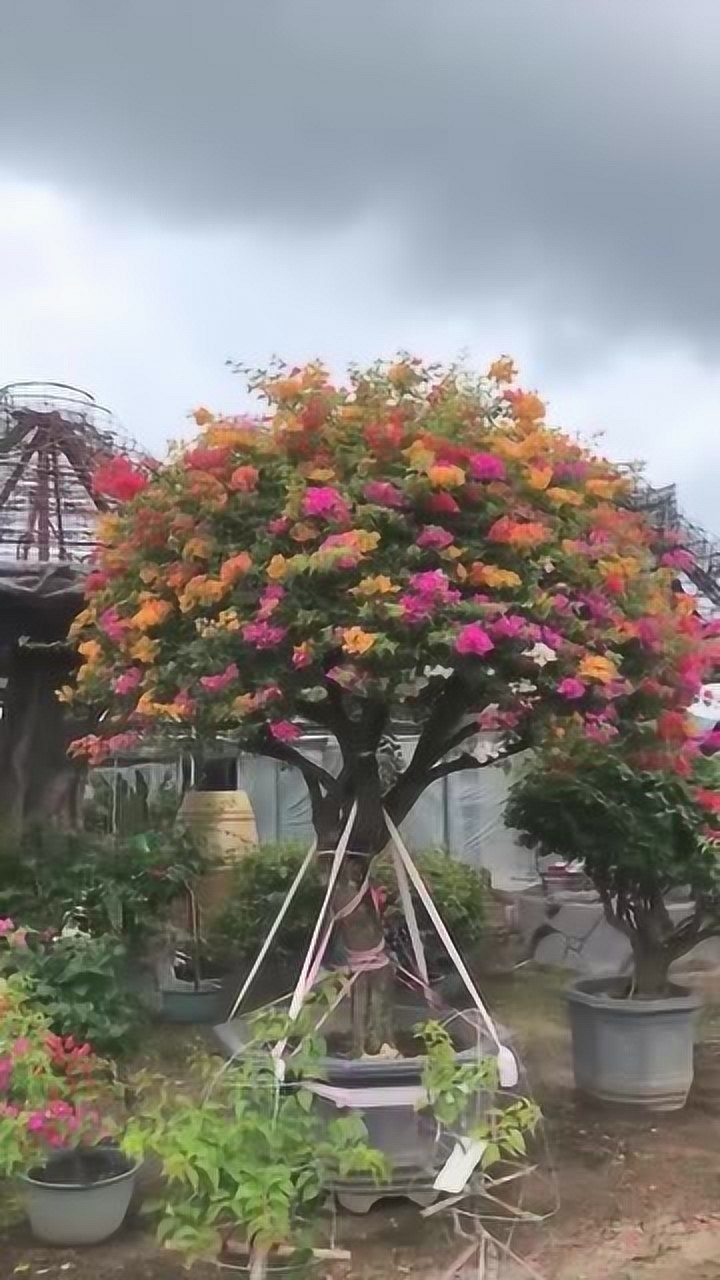 五雀同堂赢春秋,一棵树可以开出五颜六色的花,美不胜收