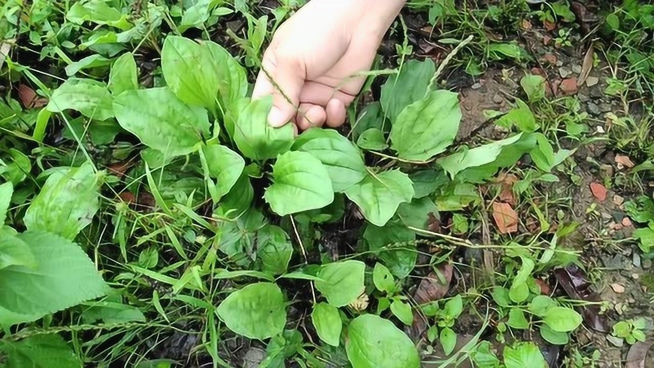 車前草是農村常見的一種植物,它既可以當菜也可煲涼茶清熱下火