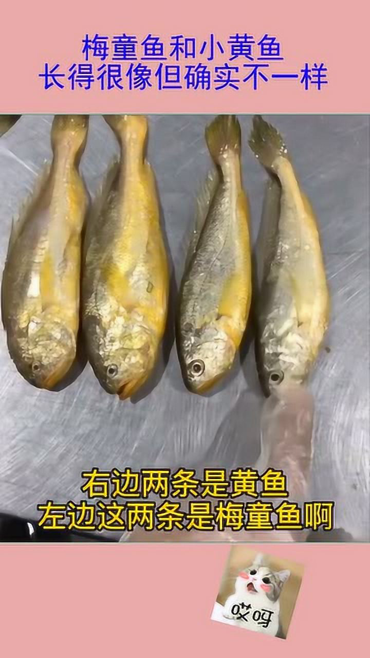 梅童鱼和小黄鱼长得很像但确实不一样老渔民教你区分
