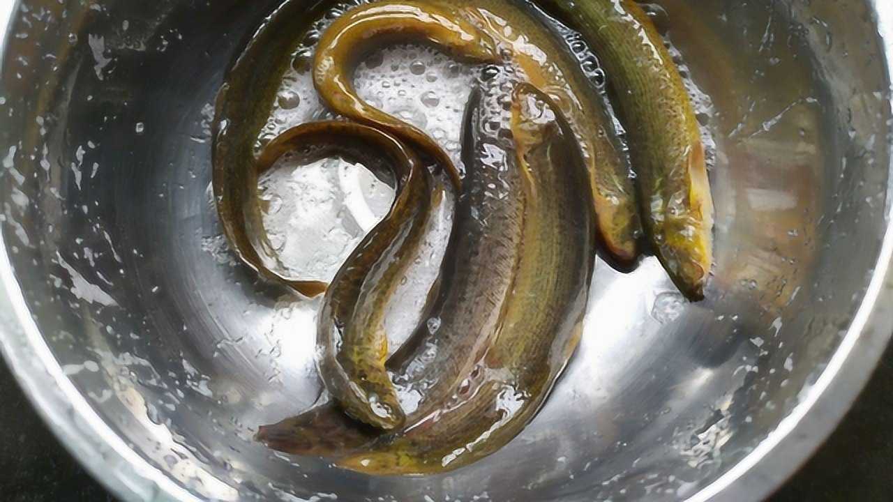 小伙钓上10斤重泥鳅实属罕见 原来他自有妙计