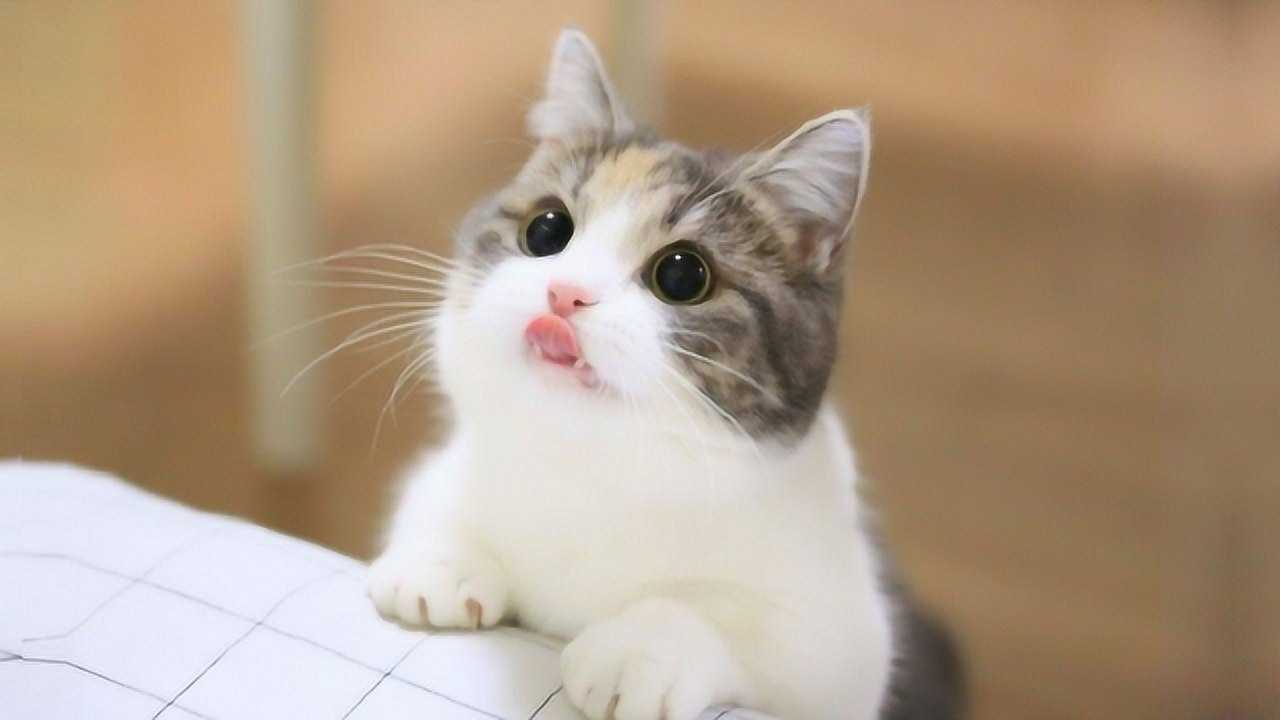 猫咪开心生气时,都是啥样子