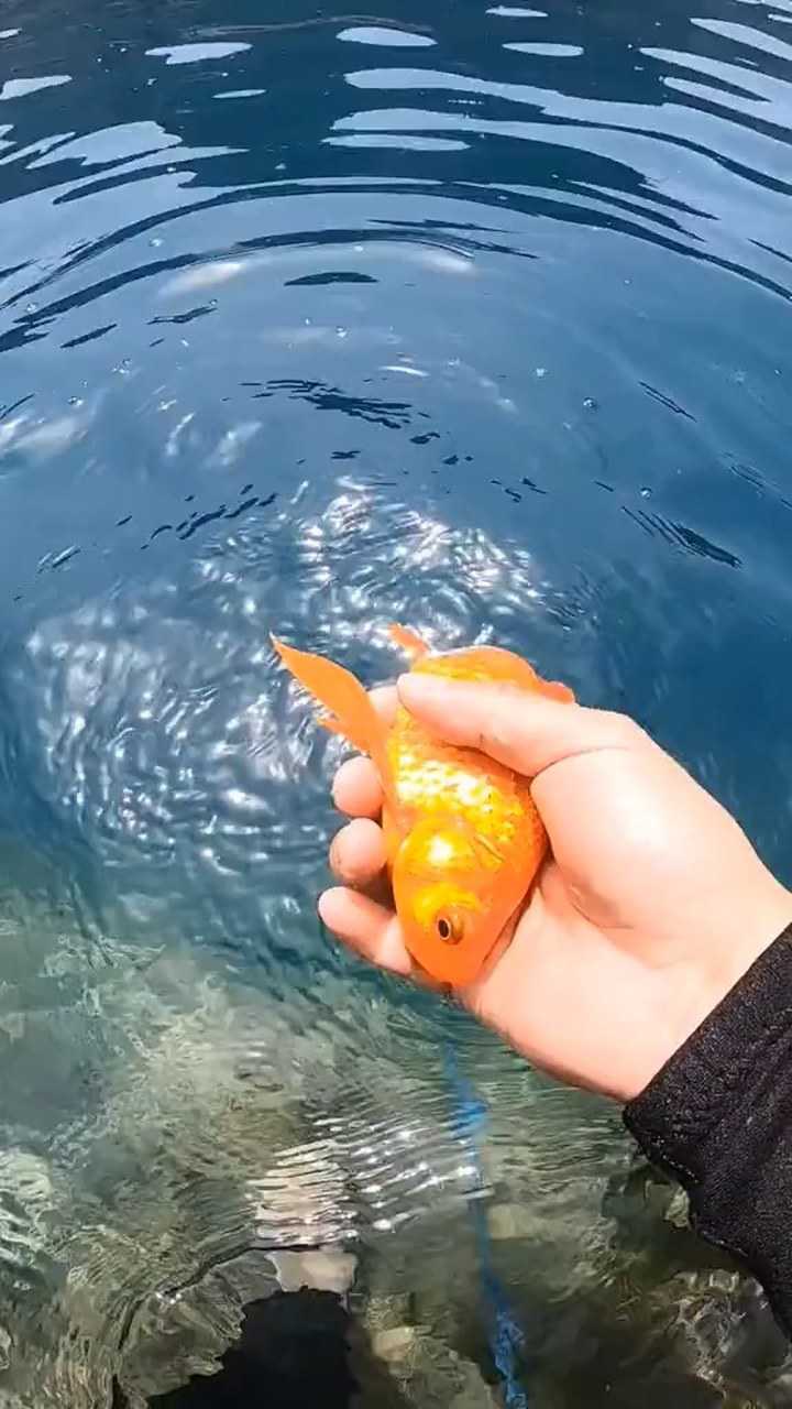 小金鱼好像认识我一样_腾讯视频