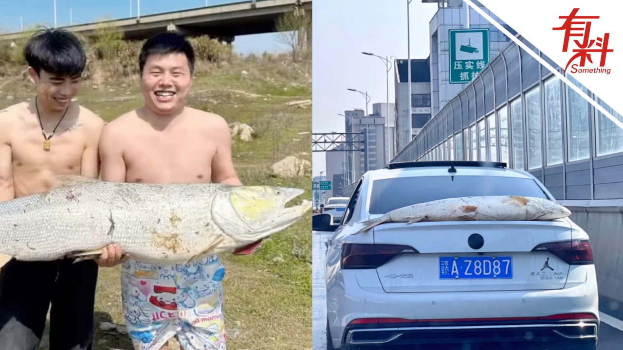终生难忘！男子钓起超大鳡鱼“游街展示”：长135厘米重68斤 3个人耗时约40分钟从水中拉起_腾讯新闻