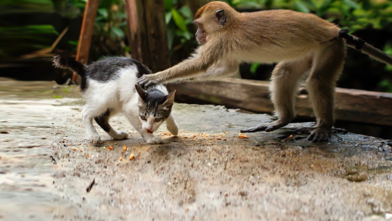 昆明动物园被爆猴子虐猫猴猫同栖为何不合理友情小船说翻就翻