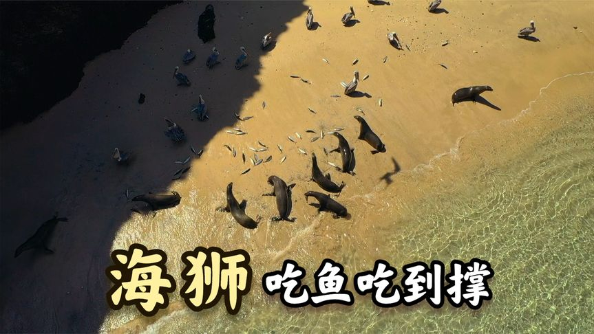 海狮的干饭方式虽然让舌头空欢喜了一场,肚子却实打实