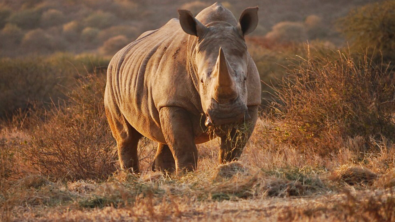 南非拟放归两千头南部白犀牛它们如何拯救仅剩两头雌性的北白犀