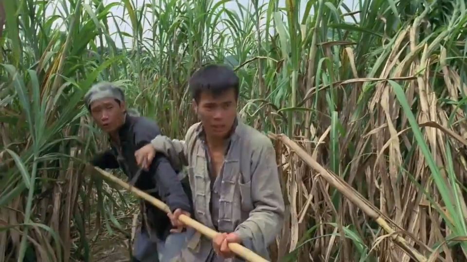 土匪从甘蔗田摸进村,不料这片甘蔗田会吃人,来一个死一个