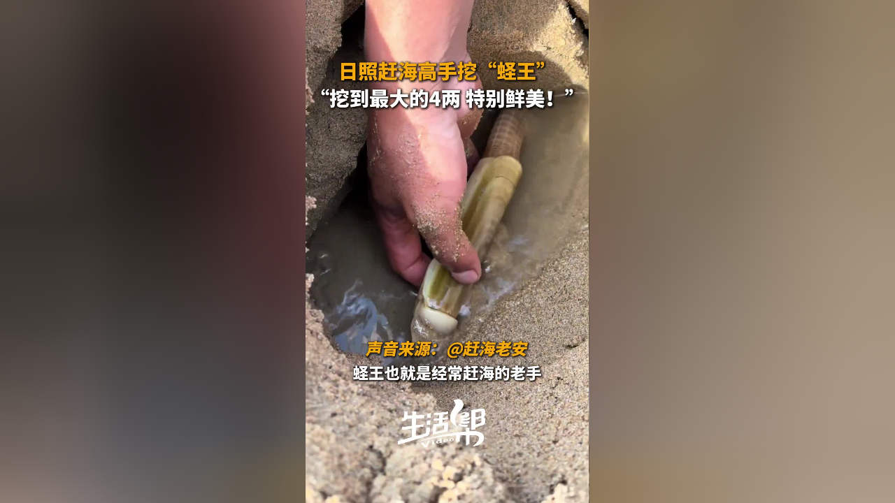 赶海高手挖"蛏王"!挖到最大的"蛏王"4两 特别鲜美