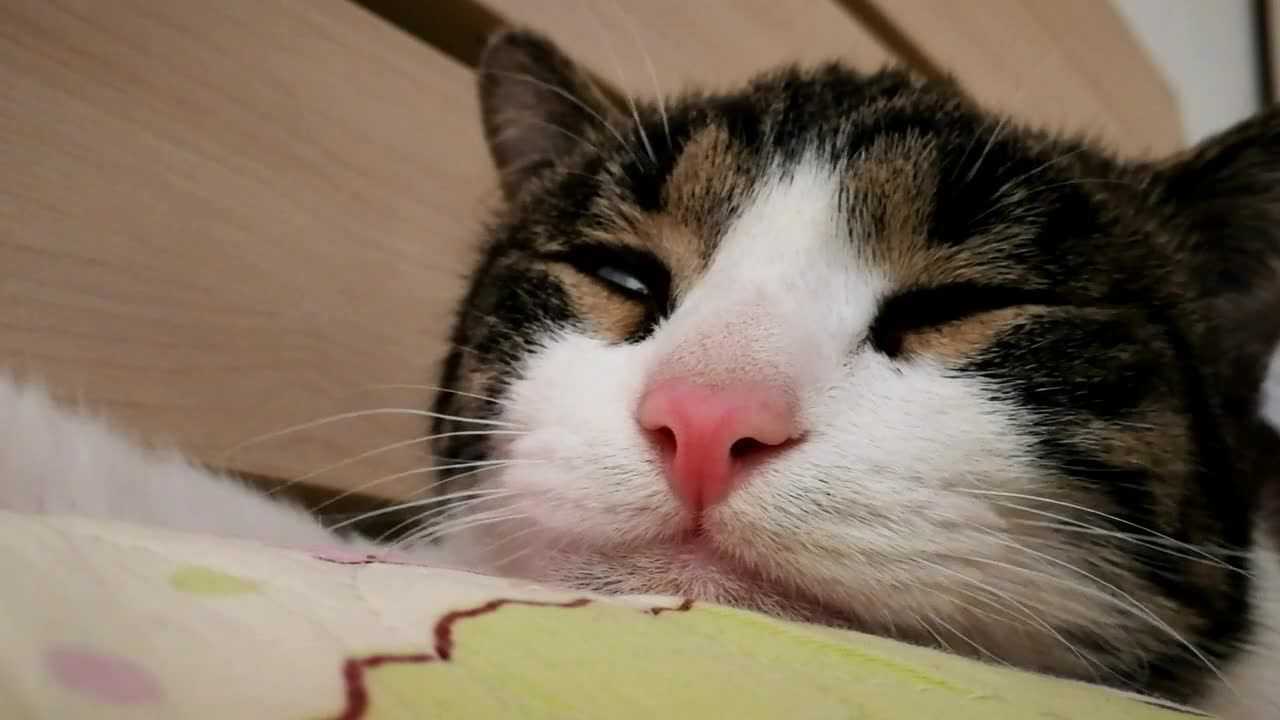 翻白眼睡觉的猫咪,眼睛鬼畜 噩梦了?