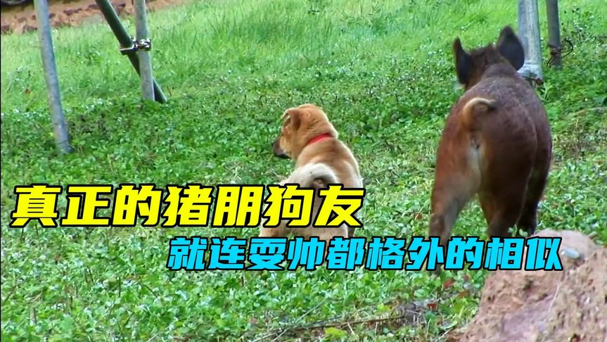 小狗和野猪成为了好朋友,用行动诠释什么才是真正的"猪朋狗友"|纪录片