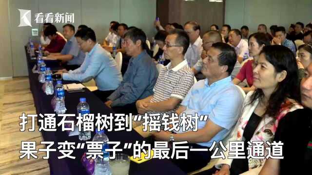 云品入沪 打通石榴树变“摇钱树”的最后一公里