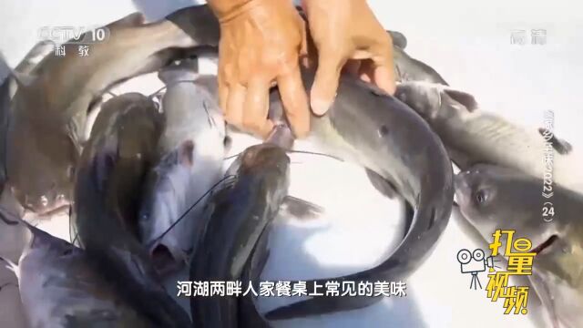 鮰鱼肉质细嫩鲜甜,是河湖两畔人家餐桌上常见的美味