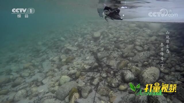 天气寒冷,但河里有很多深水区,河乌可以潜水觅食