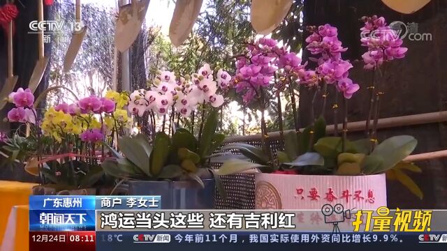 广东惠州:活跃市场,提振消费,春节渐近,花商备货忙