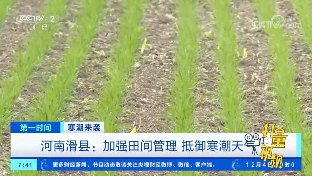 河南滑县:加强田间管理,抵御寒潮天气