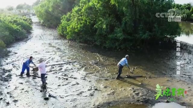 泥鱼是沿海地区备受欢迎的小海鲜,吃法各具特色!