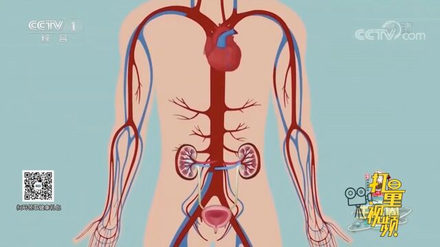 中医认为肾乃先天之本,它与人体的机能状态有着密切关系