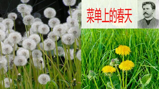 菜单里的春天(欧ⷤ𚨥ˆ驀