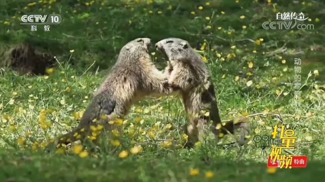 小旱獭四脚朝天地翻滚,随着成长,战斗方式也改变