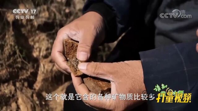 片麻岩矿物质含量多,成为苹果口感好的主要因素之一