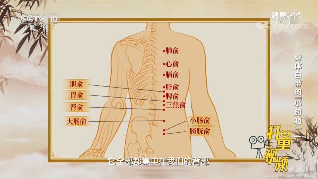 人体十二经络都有相对应的俞穴,均集中在背部膀胱经上