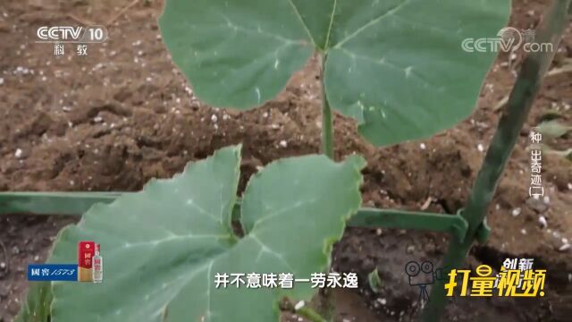 为大南瓜打造舒适的“定居地”后,还需进行精心照料