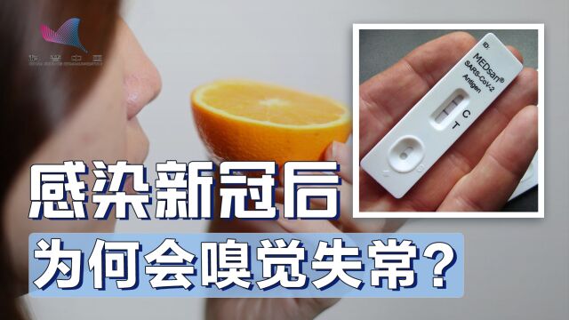 感染新冠后嗅觉异常,究竟是身体哪里出了问题?