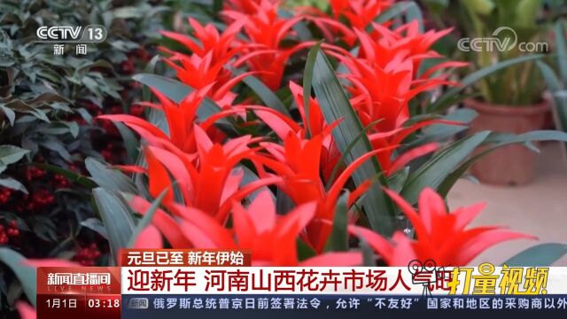 迎新年,河南山西花卉市场人气旺