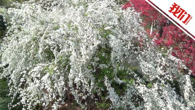 喷雪花春日盛开 花束枝条如雪如瀑白得耀眼画面绝美