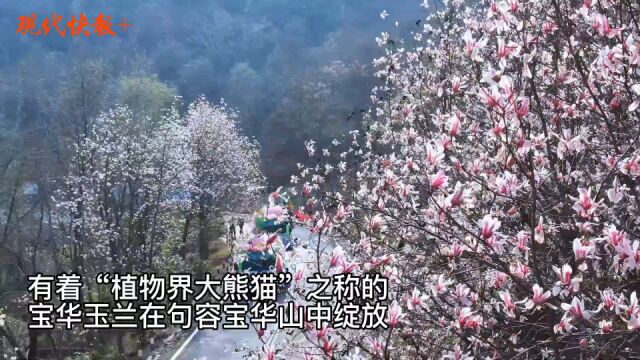 “植物界大熊猫”宝华玉兰绽放,让人沉醉