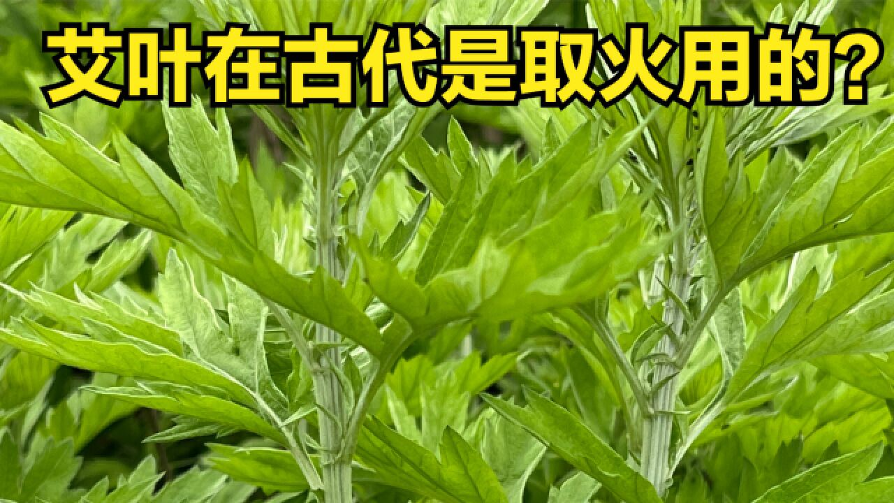 艾叶在古代是用来取火的?端午插在门上的是哪种艾?艾的历史人文_高清1080P在线观看平台_腾讯视频