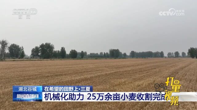 关注!湖北谷城组织人力、机械抓紧抢收,25万余亩小麦收割完成