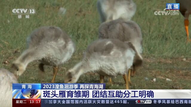 探秘斑头雁“幼儿园”!青海湖畔天敌少食物足,适宜斑头雁育雏