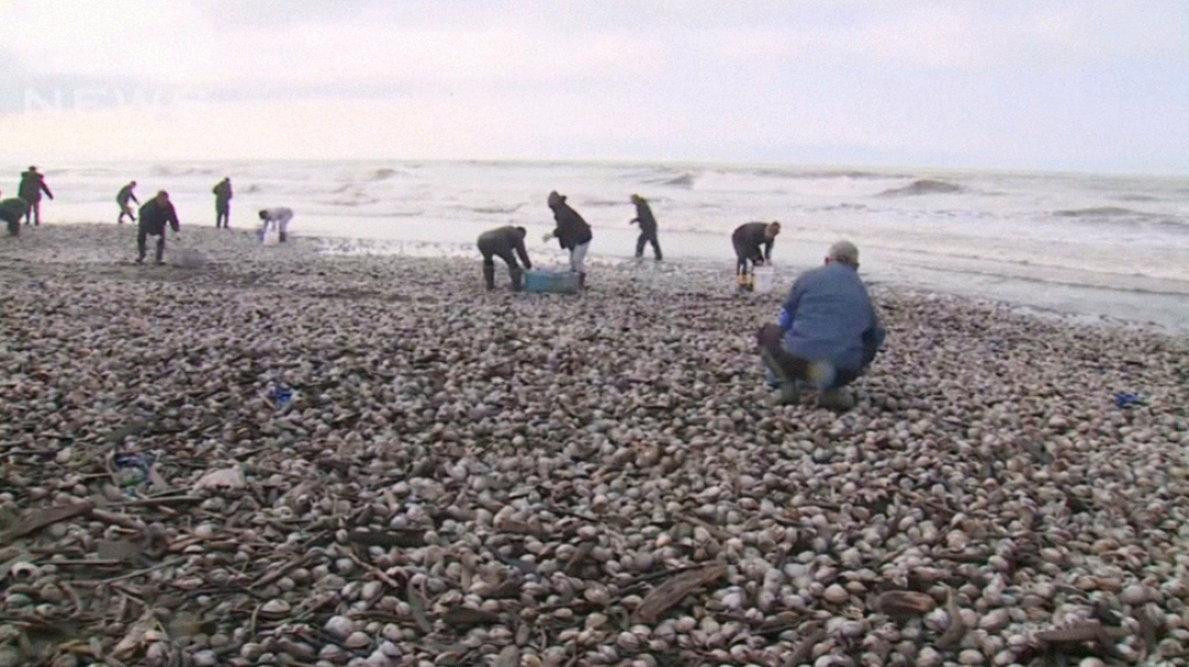 日本北海道海岸出现大量北寄贝,专家:从没见过这么惊人的数量