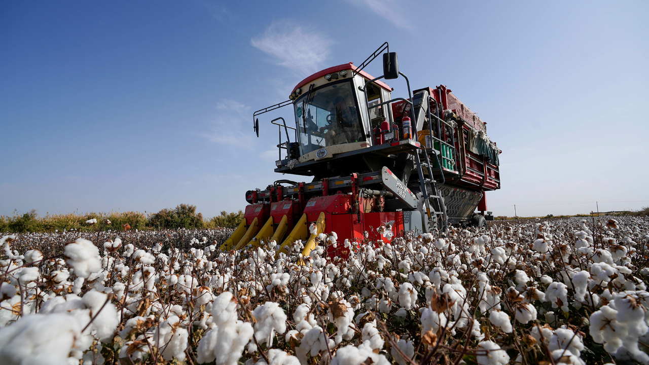 美西方抹黑新疆棉后,如今开始抢购中国棉花