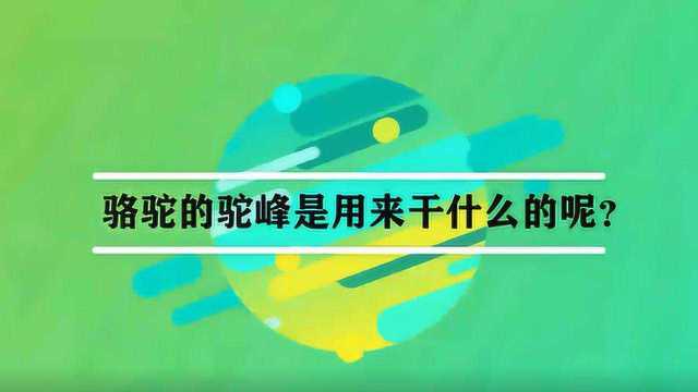 骆驼的驼峰是用来干什么的呢?