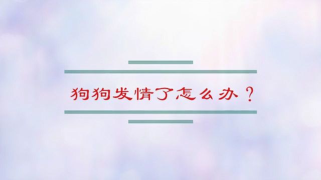 狗狗到了发情期应该怎么办?