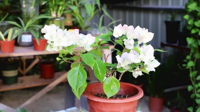 三角梅的花芽在哪里?学会这样“区分”,花芽狂冒