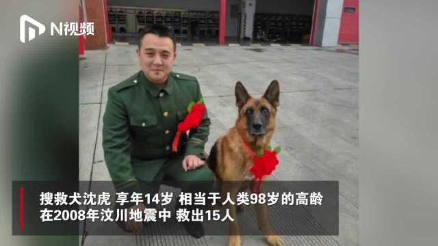 汶川地震中最后一只搜救犬沈虎去世,网友:谢谢无言的英雄