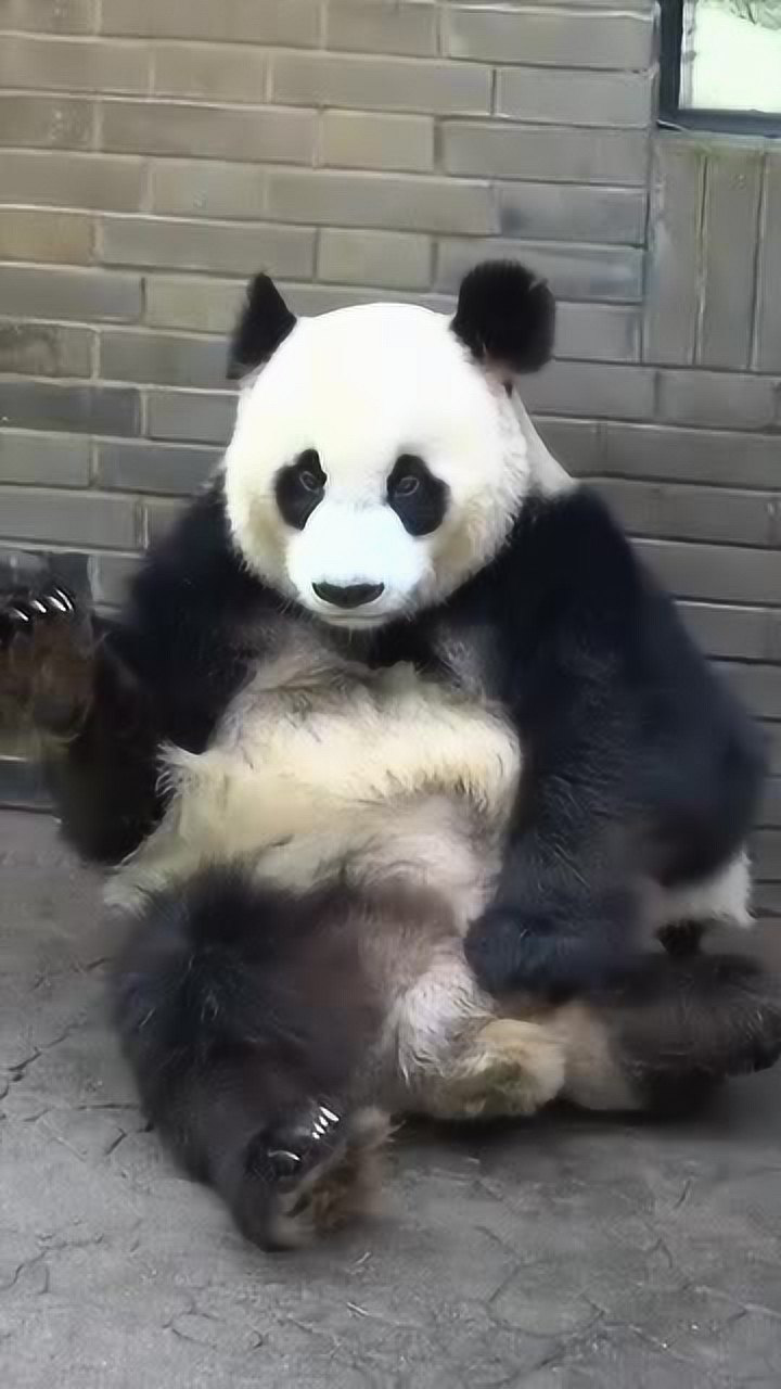 猫咪,总是欺负哥哥,最后主人决定把它送走七宝是只猫01:04万万没想到
