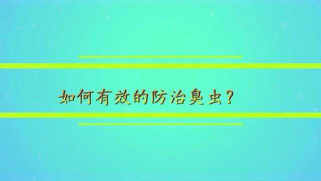 如何有效的防治臭虫?