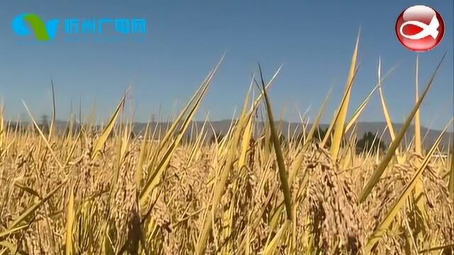 繁峙繁城镇:特色种植一枝独秀 特色扶贫产业多点开花