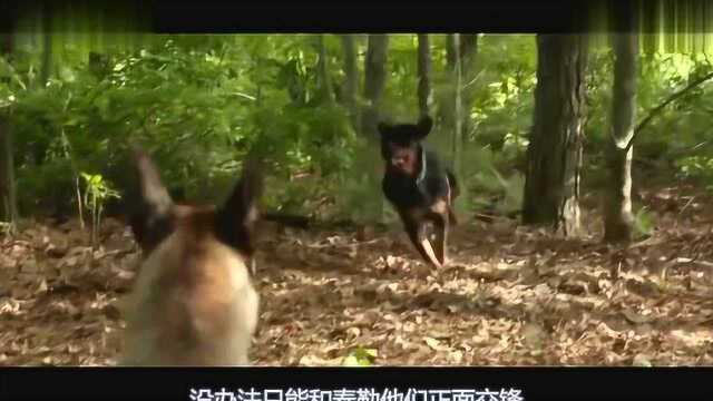 改编电影:军犬主人被害,狗狗想尽办法帮他报仇,军犬就是不一样