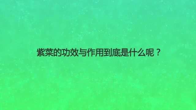 紫菜的功效与作用到底是什么呢?