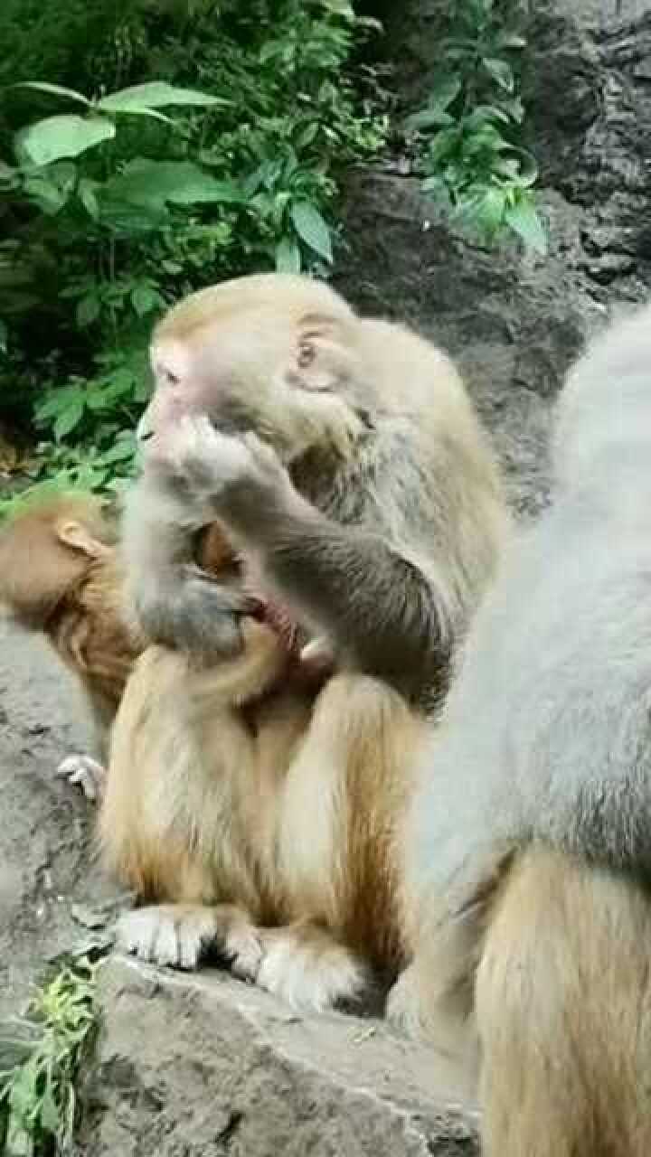 猴子抓耳挠腮表情包图片