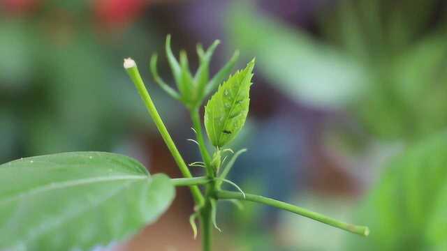 花卉植物长了密密麻麻的蚜虫?自制药水来杀虫