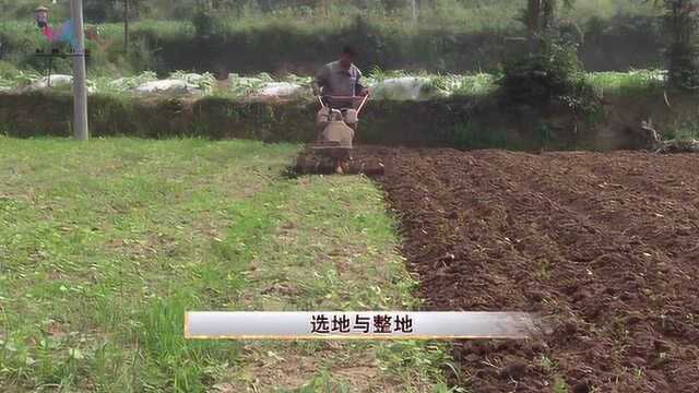 苦荞种植技术——上