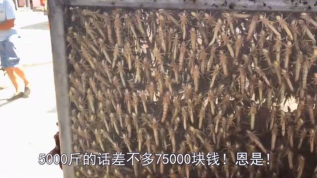 临沂大哥养殖一亩半“东亚飞蝗”,15元一斤,一年可收入近8万!